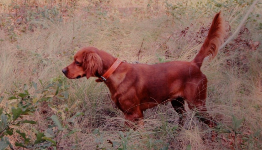 Hunting Dog